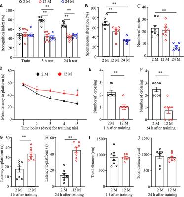 Differentially Expressed Genes in the Brain of Aging Mice With Cognitive Alteration and Depression- and Anxiety-Like Behaviors